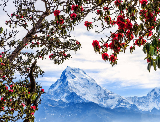 Trek jusqu'à Nayapul et route vers Pokhara - 8 heures
