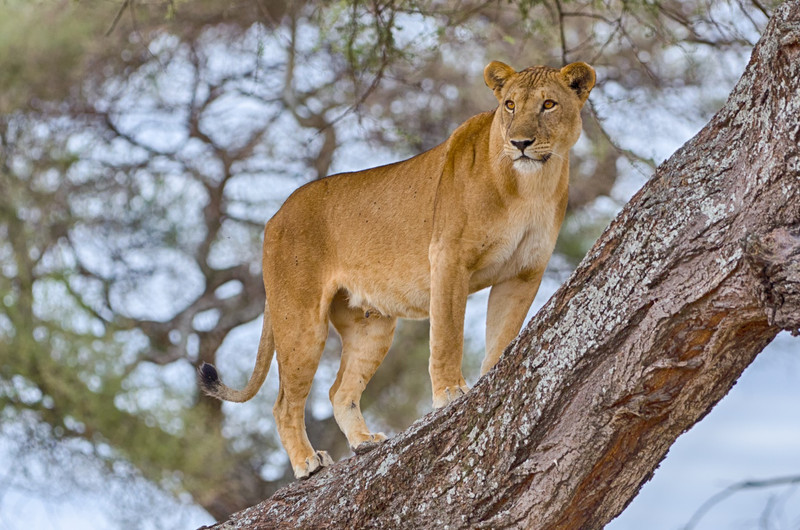 Parc national de Tarangire