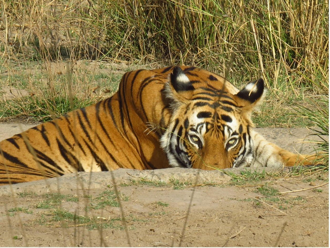 À Bandhavgarh