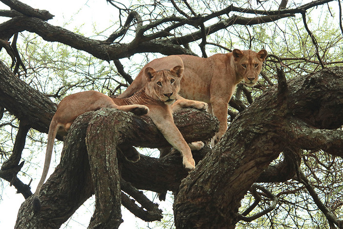 Parc national de Manyara