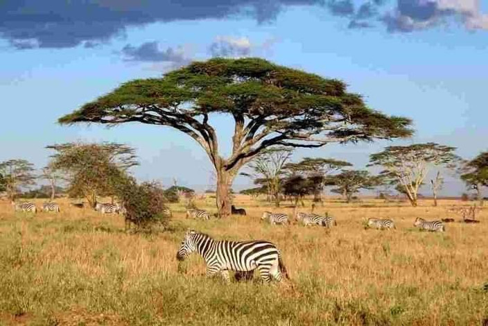 Ruaha National Park - Dar es Salaam