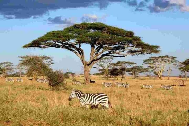 Ruaha National Park - Dar es Salaam