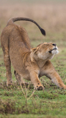Safari matinale au Tarangire, puis une visite culturelle