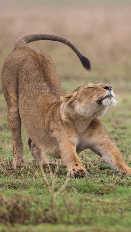 Safari matinale au Tarangire, puis une visite culturelle