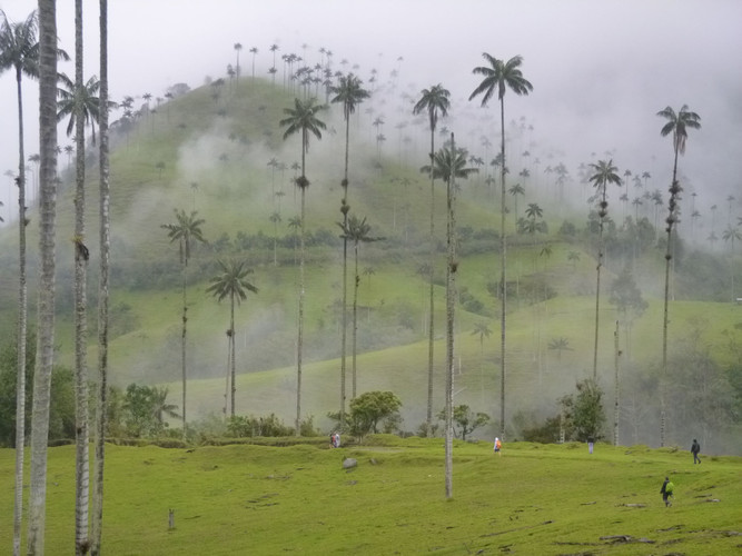 Jour 11 : Vallée du Cocora et réserve Acaime