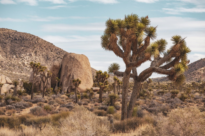 Exploration de Joshua Tree