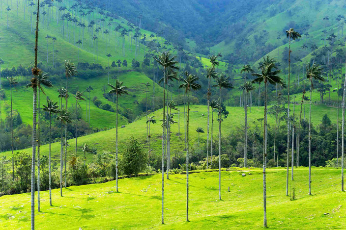 VALLÉE DU COCORA et ferme de café