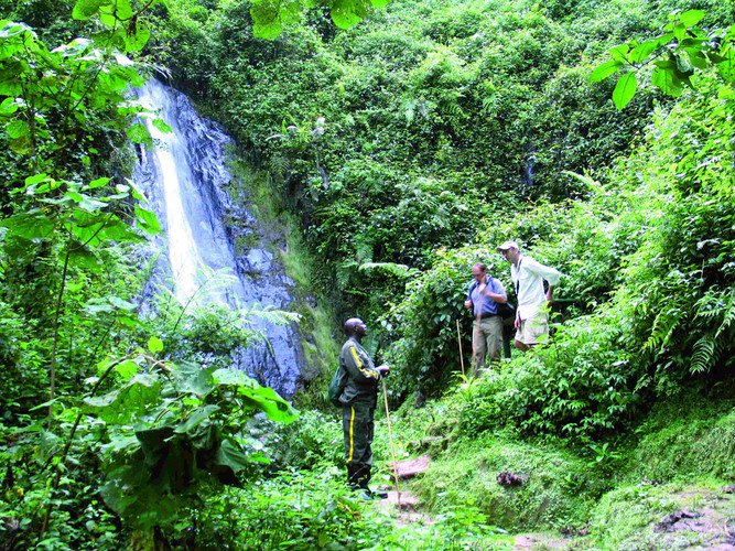 Pistage des chimpanzés et promenade dans la canopée dans la forêt de Nyungwe.