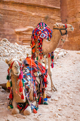Deuxième journée à Pétra, Wadi Rum