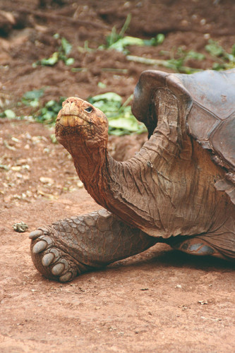 Le Cap Rose, ses tortues, ses fous à pattes bleues