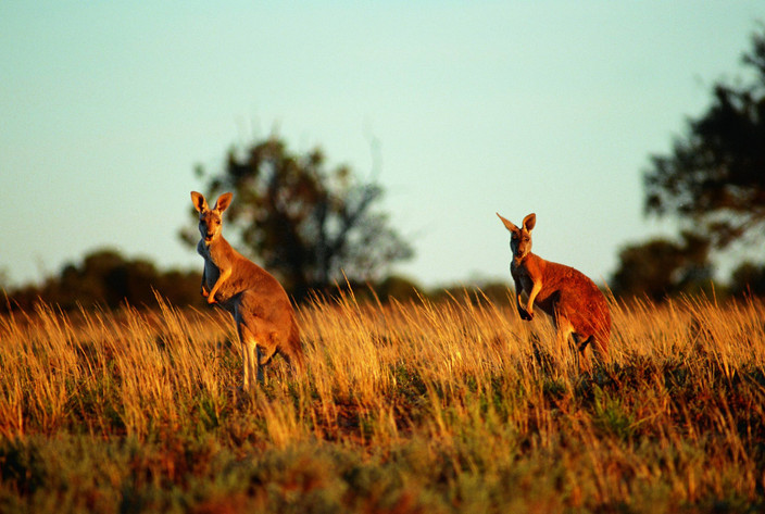 Ayers Rock - Darwin - Bamurru Plains