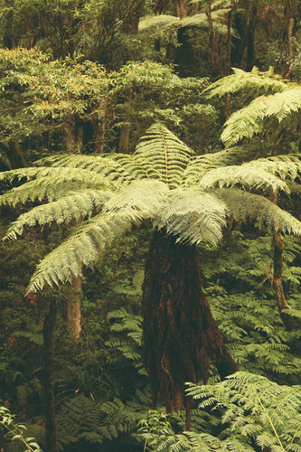 Samaipata, forêt de fougères géantes, parc Amboro et refuge des volcans