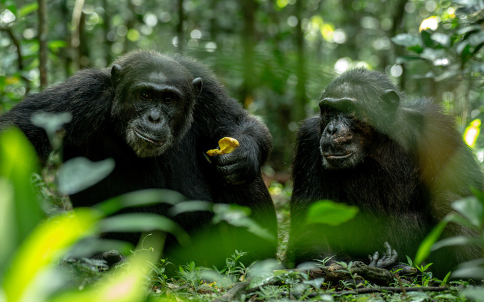Trekking avec des chimpanzés, promenade dans le marais de Bigodi