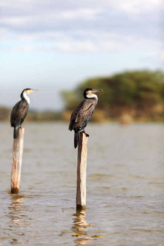 Masai Mara - Lac Naivasha (5h30 de route hors pauses)
