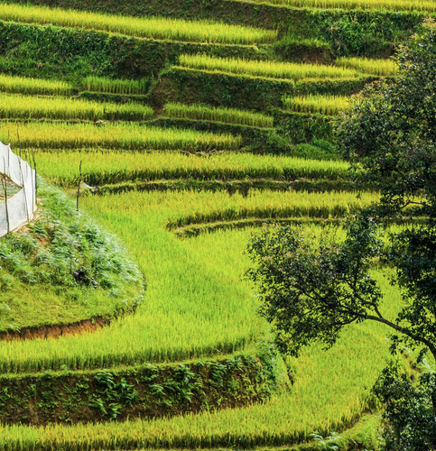 Hanoi - Trek - Mai Chau