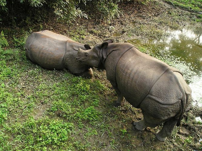 Katmandou-Chitwan (environ 5 heures de route)