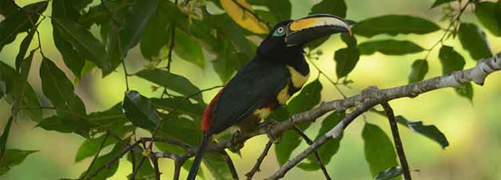 Observation ornithologique et retour à Quito