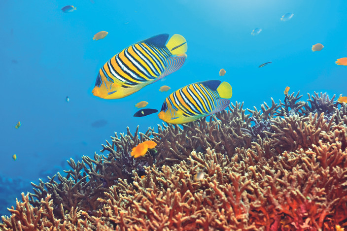 MALDIVES