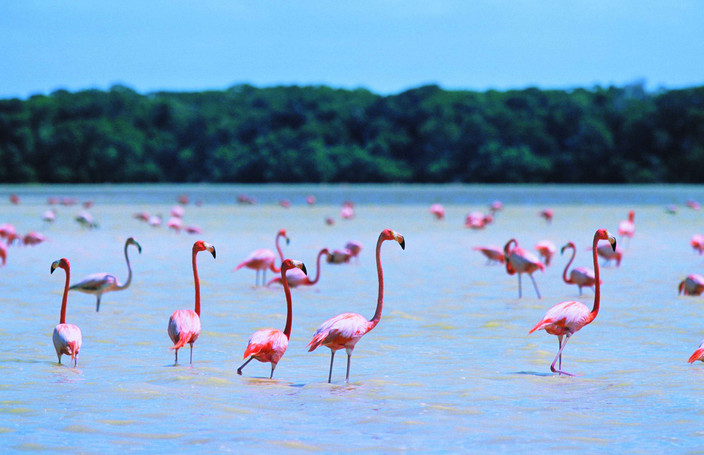 Entre mangroves et flamands roses à Celestún