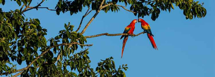 San José - vol vers Tortuguero et visites des canaux