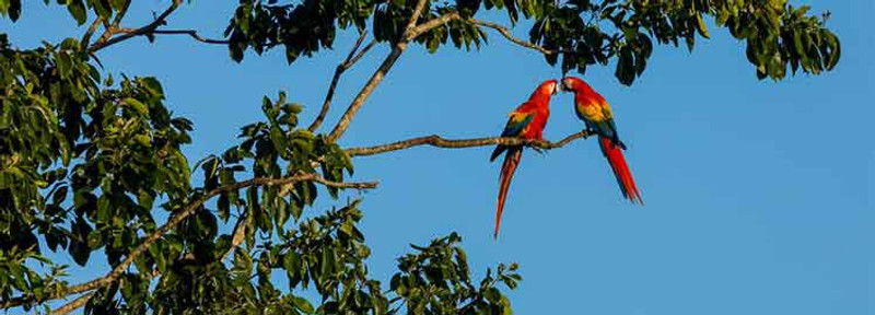 San José - vol vers Tortuguero et visites des canaux
