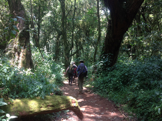 Kilimanjaro Rainforest