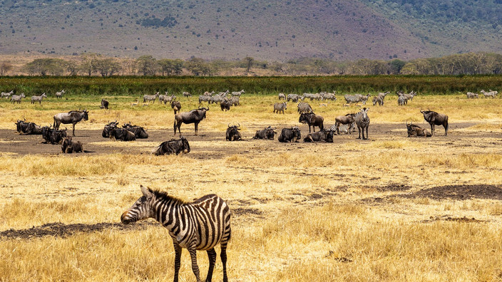 Départ du parc national du Serengeti pour le cratère du Ngorongoro