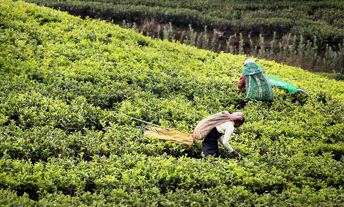 Dans les plantations de thé à Nuwara Eliya