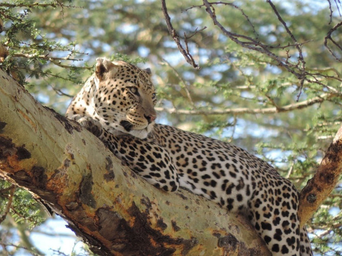 Karatu Town - Serengeti NP - FB