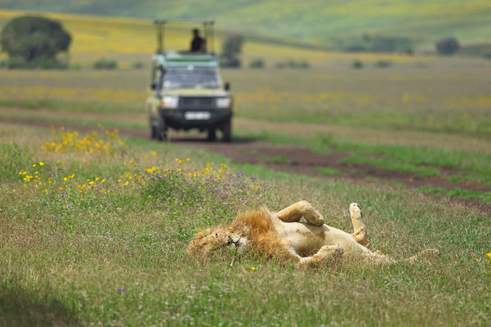 Tarangire Game Drive