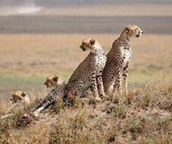 Safari dans le Serengeti