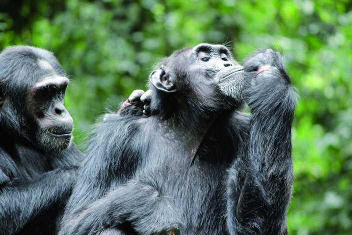 Transfert vers le parc national de Kibale