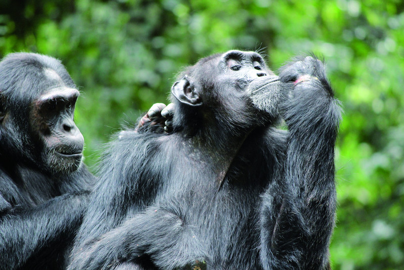 Transfert vers le parc national de Kibale