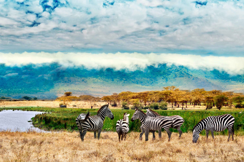 Visite du cratère du Ngorongoro