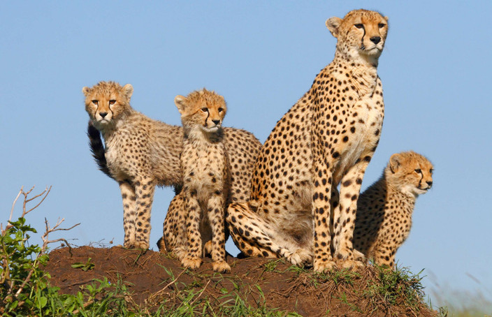 Amboseli - Tsavo West