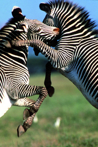 Samburu Game Reserve - Buffalo Springs Game Reserves