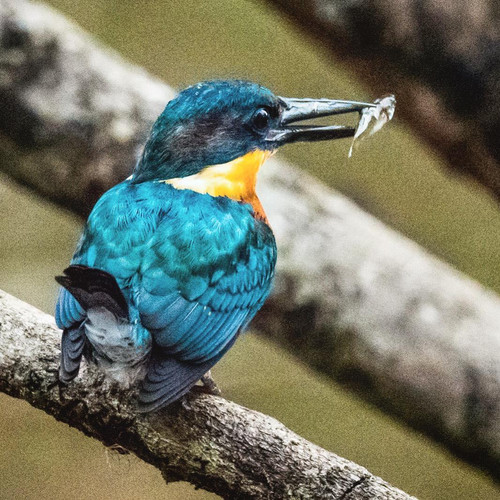 Faune et flore du Costa Rica