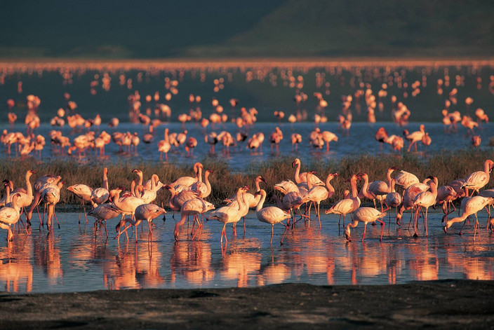 Arusha - Parc national du Tarangiré