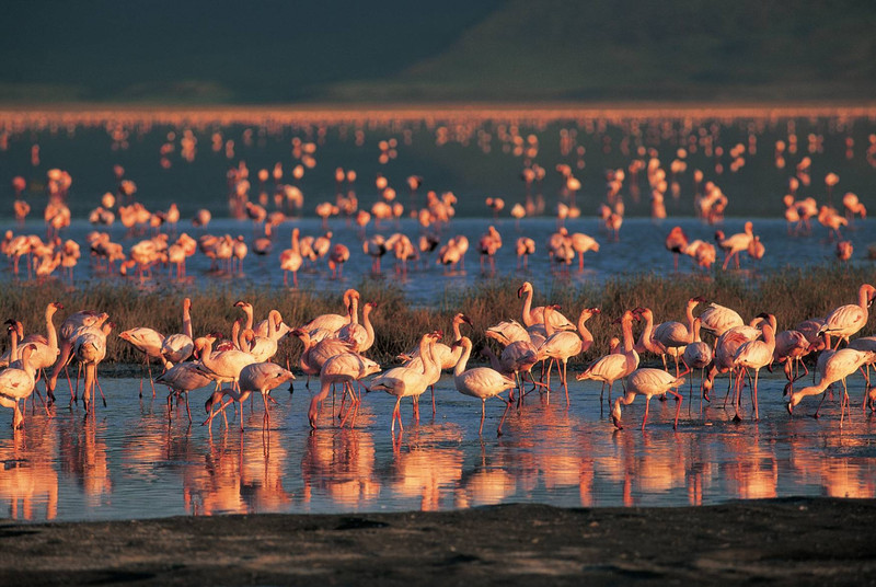 Arusha - Parc national du Tarangiré