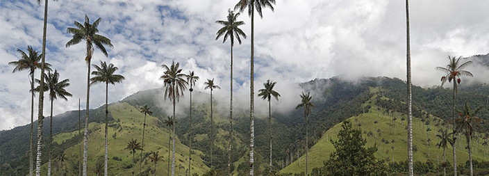 La Vallée de Cocora