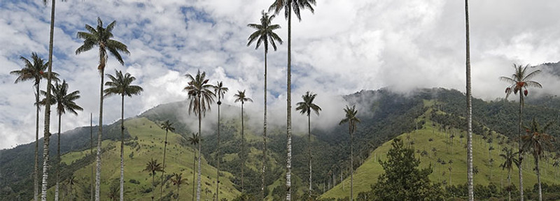La Vallée de Cocora