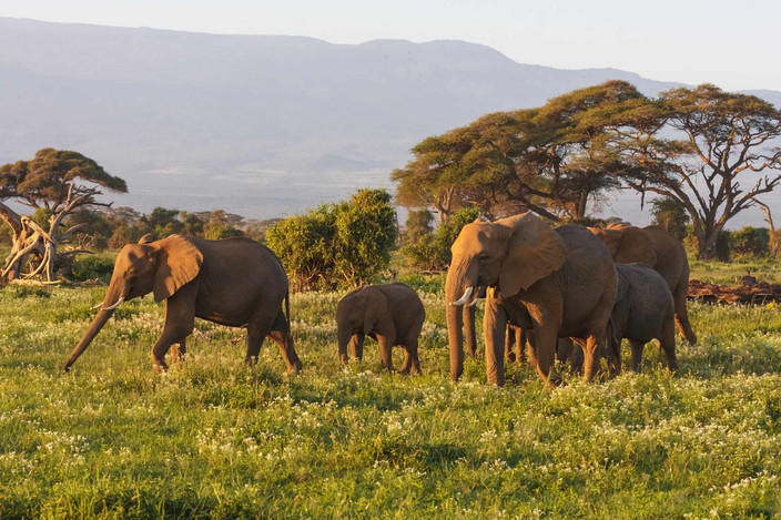 Parc National Amboseli