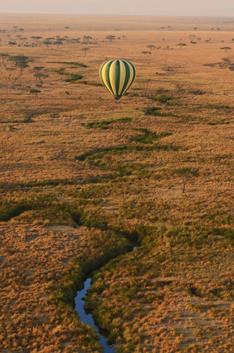 Action finale au Serengeti - Ngorongoro