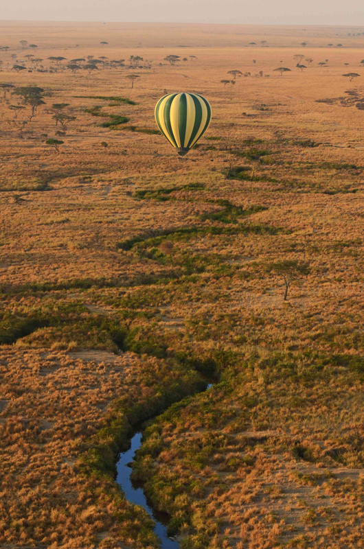 Action finale au Serengeti - Ngorongoro