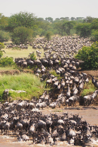 Parque Nacional del Serengeti vía las Tierras Altas de Ngorongoro