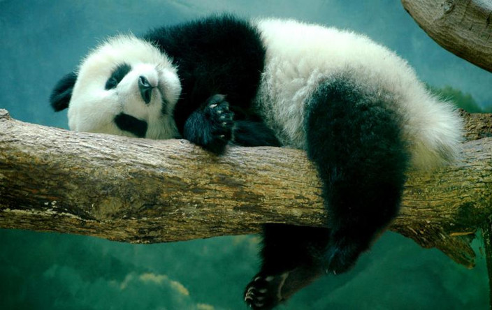 Private Chengdu Tour for Giant Pandas and Stroll at Kuanzhai Alleys
