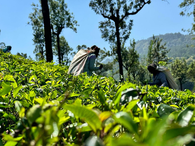 Immersion dans les plantations de thé