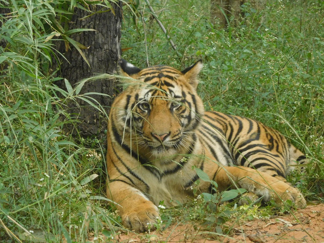 New Delhi – Jabalpur – Bandhavgarh (Vol + 200 km / 4 heures de route)