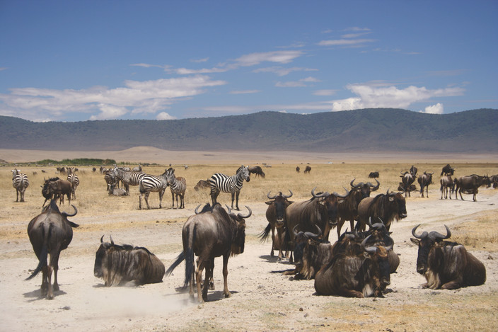 Parc national du Serengeti central