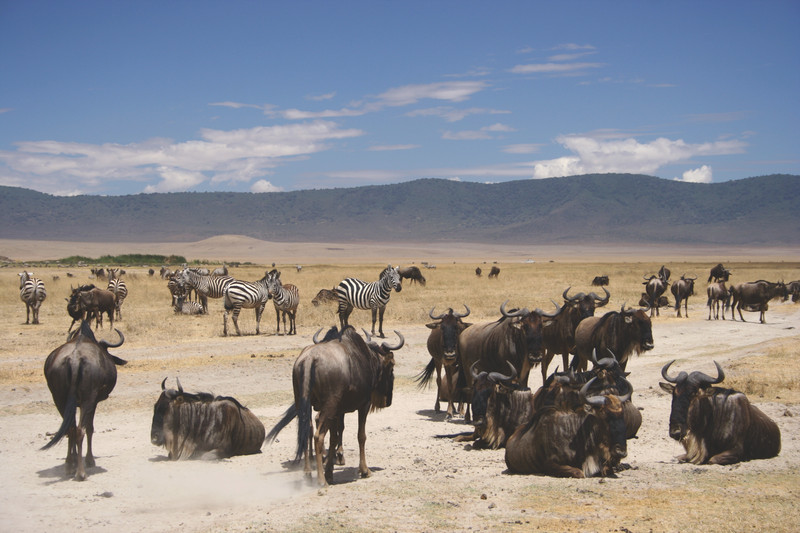 Parc national du Serengeti central